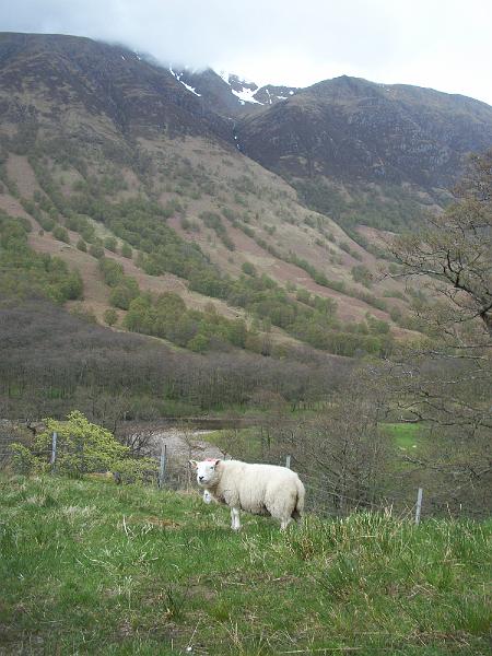 Aviemore-Fort William (158).JPG